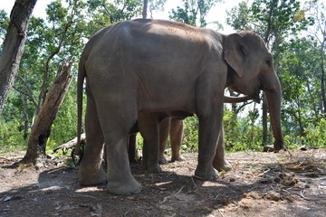 Fototapeta premium elephants in the jungle