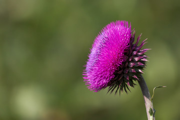Purple Thistle Bloom in the Sunshine