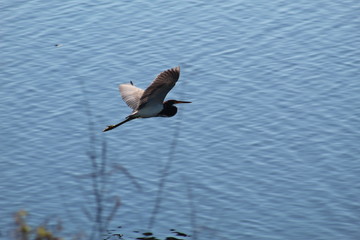 heron in flight
