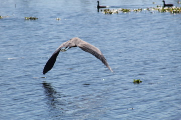 great blue heron in flight