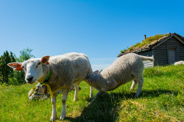 Lamb drinking milk from sheep 