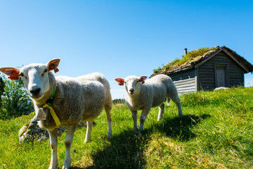 Sheep in with mountain hut