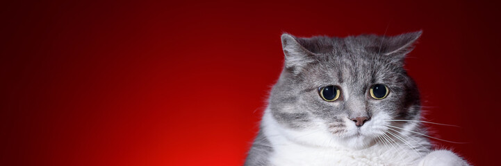 Panoramic portrait of cat on red backgrond. Grey - white fur. Copy space.