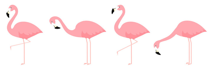 Group of flamingo in different poses cartoon vector illustration isolated on white
