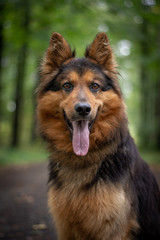 Bohemian Shepherd Portrait in the Forest