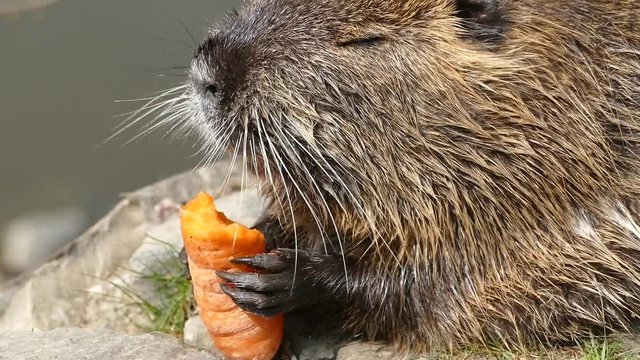 wild animal nutria farm on a river