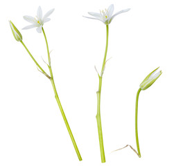 White wild flowers isolated on white background.  Ornithogalum flower