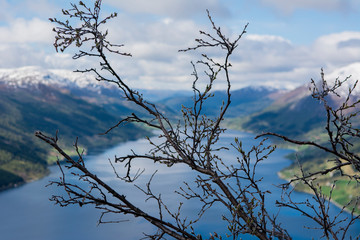 tree in the sky with lake 