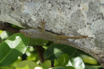 gekko3