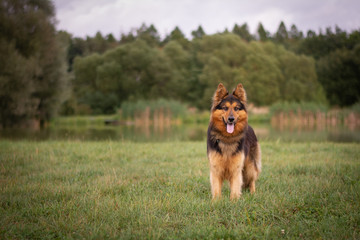 Bohemian Shepherd Portrait in Nature