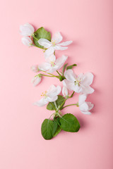 Fototapeta na wymiar Blossom of apple tree on gentle pink background. Spring season mood. Apple bloom on pink background. Spring blossom of apple tree