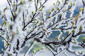 Icy branch and lake