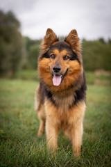 Bohemian Shepherd Portrait in Nature