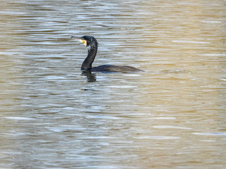  black cormorant swims on the lake in search of food