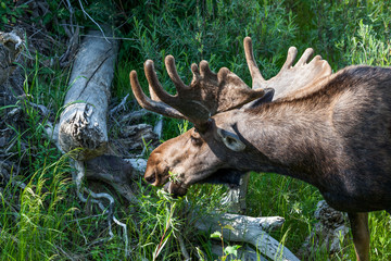 Naklejka na ściany i meble Bull Moose with Velvet on Growing Antlers