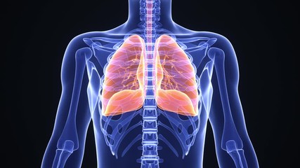 Medical animation of pneumonia or other lung disease. Man breathing more and more rapidly. Anatomical x-ray rendering with highlighted lungs. Realistic high quality 3d medical animation. 