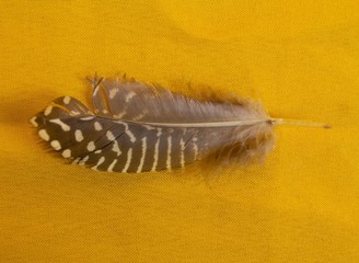 feather