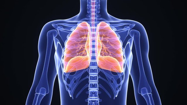 Medical animation of pneumonia or other lung disease. Man breathing more and more rapidly. Anatomical x-ray rendering with highlighted lungs. Realistic high quality 3d medical animation. 