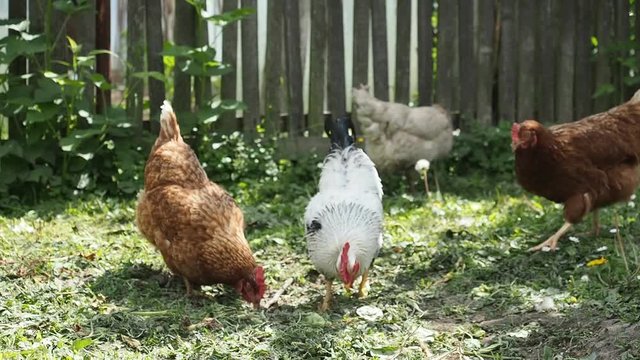 Free range hens - rooster and chickens - grazing in the garden of an organic farm in HD VIDEO. Organic farming, animal rights, back to nature concept.