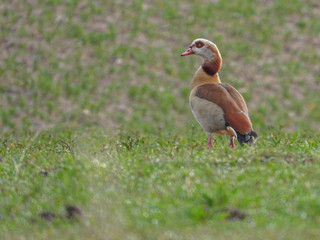 Nile goose stands on a field and looks into the camera