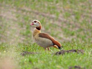 Obraz premium Nile goose stands on a field and looks into the camera