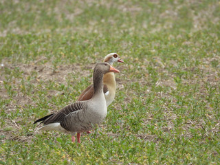  Nile Goose and a Greylag Goose are a couple