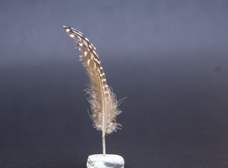 feather