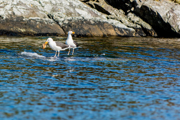 two seagulls eating