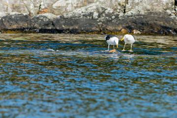 sheep on the river