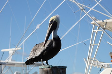 pelican on the pier