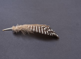 feather