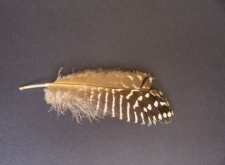 feather