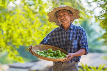Asian man Senior Farmer with lemon green,Asian man farmer on empty copy space