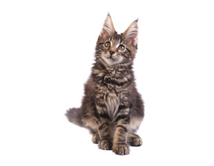 Main coon kitten on white background  - 335646719