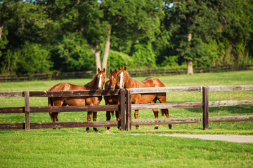 Fototapeta na wymiar Three Young Horses