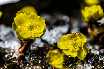 Ice flowers blooming in the snow 