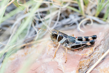 Ebony Grasshopper (Boopedon nubium) 5th Instar Nymph Perched on a Red Rock in Eastern Colorado