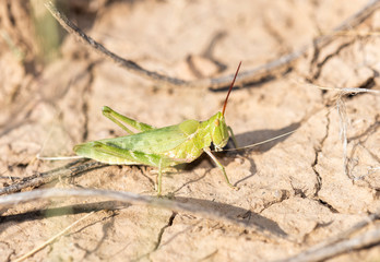 Green Fool Grasshopper (Acrolophitus hirtipes) Perched on Dry Cracked Dirt in Eastern colorado