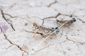 Big-headed Grasshopper (Aulocara elliotti) Perched on Dry Cracked Dirt on the Ground in Eastern Colorado