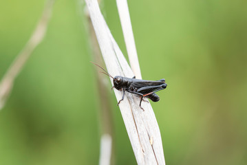 Ebony Grasshopper (Boopedon nubium) Perched on a Dry Stalk in Eastern Colorado