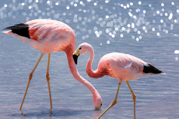 Pink Andean flamingos in salt lake Chaxa near San Pedro de Atacama, Atacama desert, Chile. South America