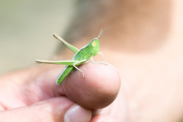 Velvet-striped Grasshopper (Eritettix simplex) Perched on a Finger in Eastern Colorado
