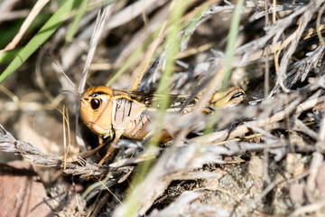 Female Ebony Grasshopper (Boopedon nubium) Perched on the Ground in Grass in Eastern Colorado