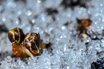 Ice flowers blooming in the snow 