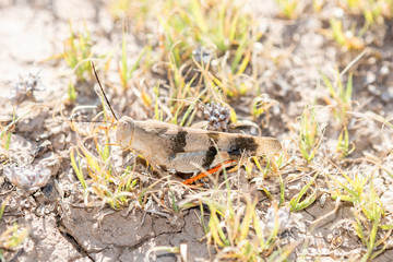 Three-banded Grasshopper (Hadrotettix trifasciatus) Perched on the Ground in Vegetation in Eastern Colorado
