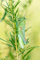Showy Grasshopper (Hesperotettix speciosus) Perched on a Vegetation Stalk in Eastern Colorado