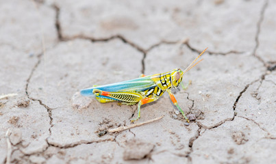 Snakeweed Grasshopper (Hesperotettix viridis) Perched on Dry Cracked Dirt in Eastern Colorado