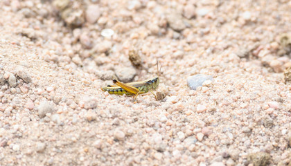 Marsh Meadow Grasshopper (Pseudochorthippus curtipennis) Perched on Gravel and Dirt in the Mountains of Northern Colorado