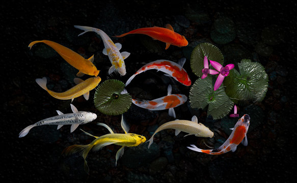 Fototapeta Koi fish pond with lotus flowers