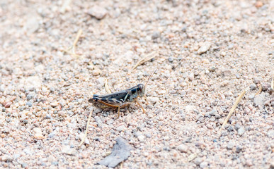 Gladston's Spur-throat Grasshopper (Melanoplus gladstoni) Perched on the Ground on Gravel in Colorado